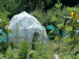 Ecophenomena