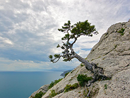 Φύσις έργον