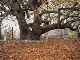 Πλατάνι - Πλάτανος (Platanus)