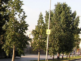 Τα δημοφιλέστερα δένδρα της πόλης