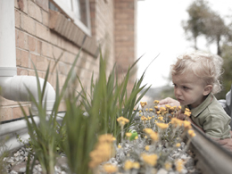 Rain gardens